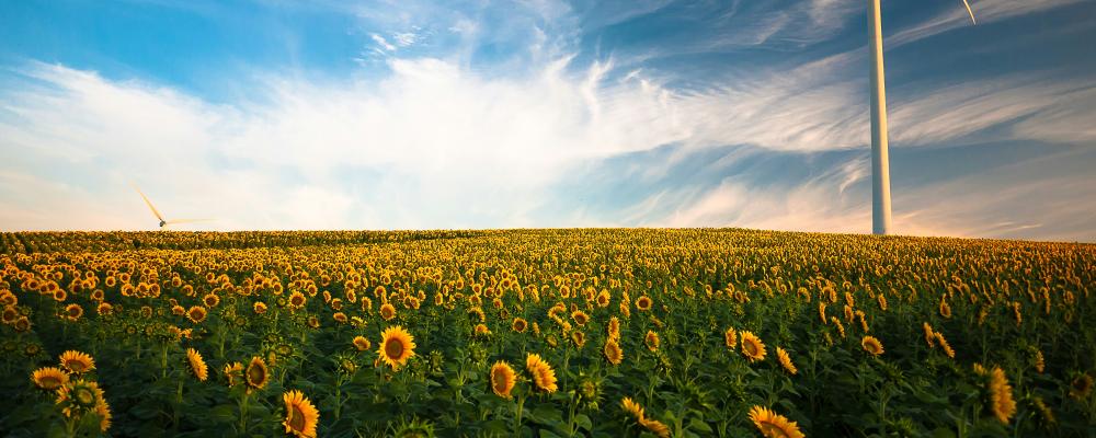 Vindkraft och solrosor.  Foto: Gustavo Quepóns / Unsplash