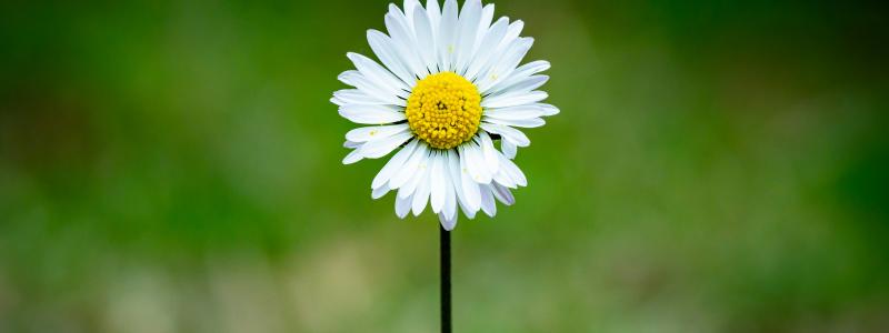 Foto:  Guillaume de Germain / Unsplash