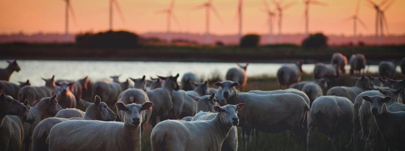 Foto: Zoltan Tasi / Unsplash