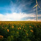 Vindkraft och solrosor.  Foto: Gustavo Quepóns / Unsplash