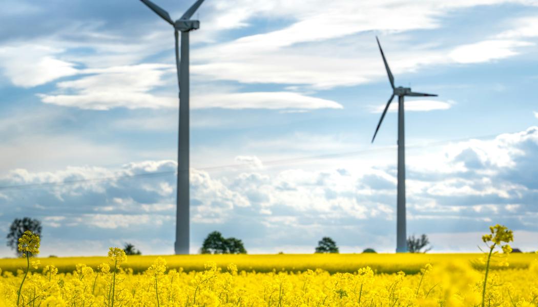 Vindkraftverk i rapsfält. Foto: Damian Barczak / Unsplash