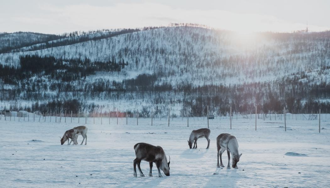 Foto: Febiyan/Unsplash