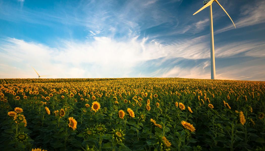 Vindkraft och solrosor.  Foto: Gustavo Quepóns / Unsplash