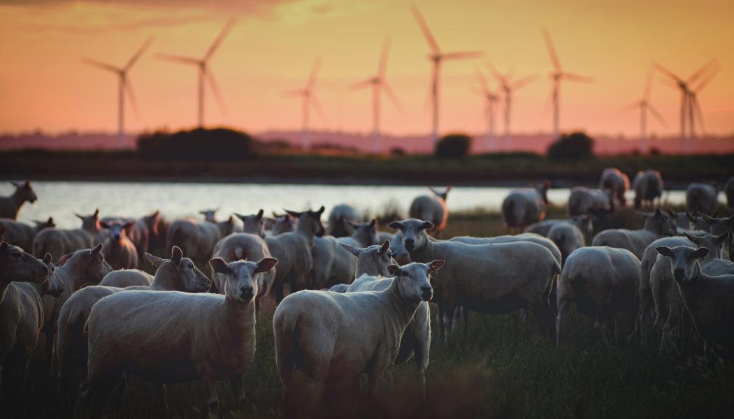 Foto: Zoltan Tasi / Unsplash