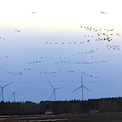 Vindparken i Oosinselkä. Foto:Suomen Hyötytuuli