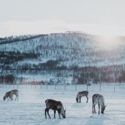 Foto: Febiyan/Unsplash