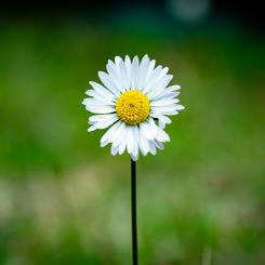 Foto:  Guillaume de Germain / Unsplash