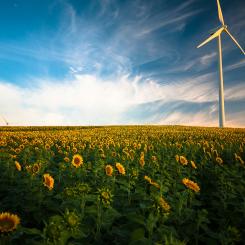 Vindkraft och solrosor.  Foto: Gustavo Quepóns / Unsplash
