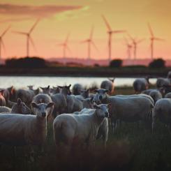 Foto: Zoltan Tasi / Unsplash